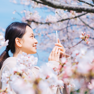 桜の名所を簡単に探せる！おでかけ先でも使える便利な使い方